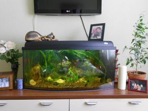 Экологический аквариум в спальне